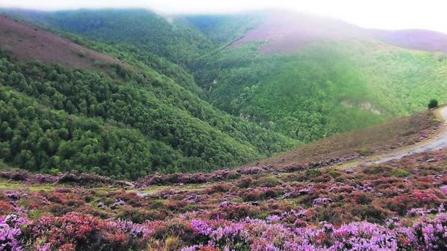 Zona que los ecologistas proponen como nuevo refugio de caza, en la montaña castropolense.