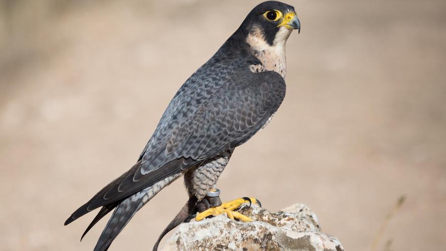 Santa Cruz utilizará halcones como &#039;espantapájaros&#039; para las palomas