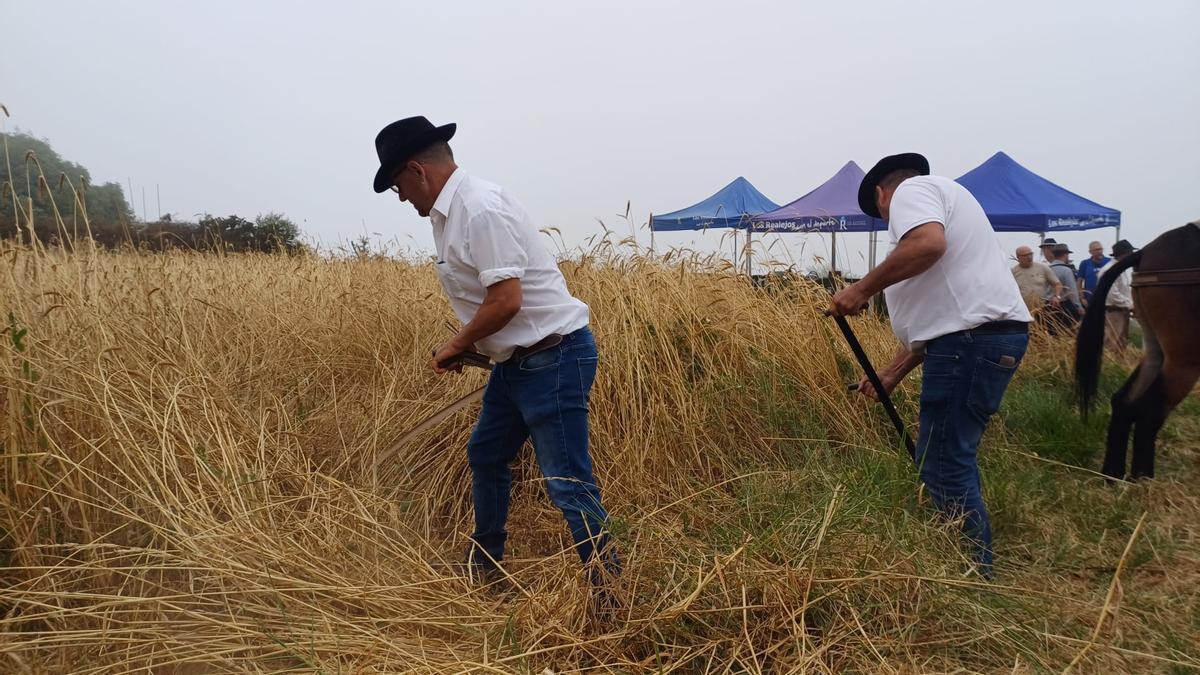 Siega tradicional de Icod El Alto