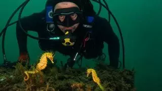 El Puerto de Vigo suma nuevos inquilinos marinos: localizan tres caballitos de mar en Portocultura