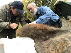 Inspeccionan la piel de un mamut de 52.000 años de antigüedad