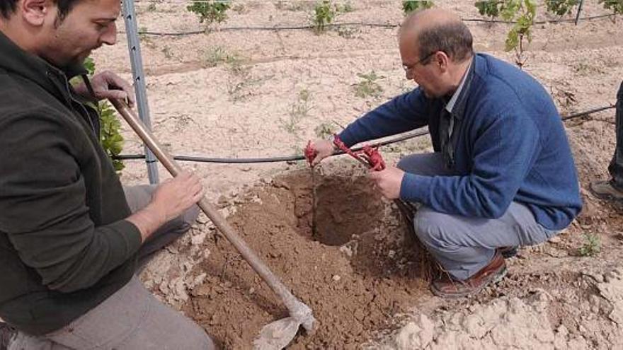 Un grupo de alumnos y docentes del segundo ciclo de Enología plantan las cepas que han completado el viñedo experimental, en una imagen tomada hace unos días.