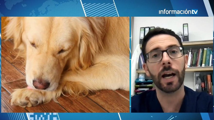El emotivo vídeo del cambio de un perro callejero que es adoptado. / @CAALF01