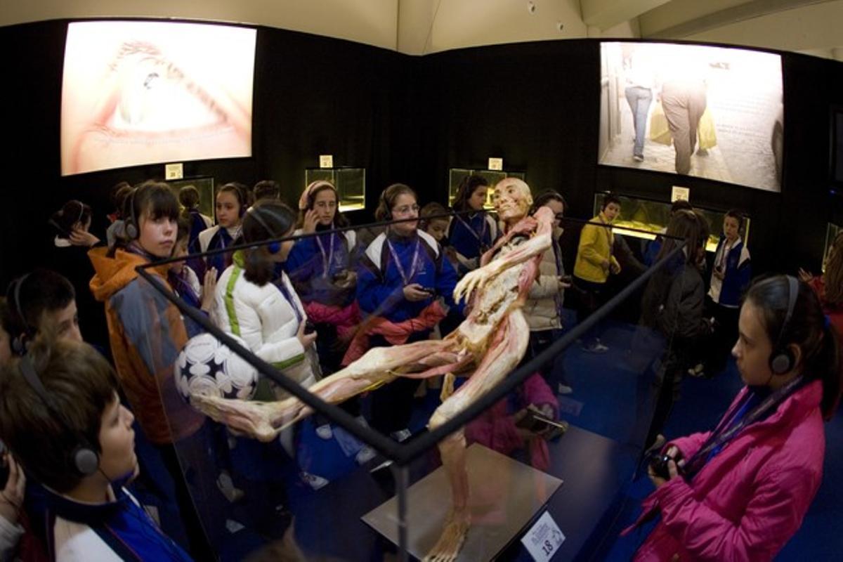 Uns estudiants, a l’exposició ’Human Bodis’, instal·lada a la cúpula del Centre Comercial Arenas de Barcelona. Uns estudiants, a l’exposició ’Human Bodis’, instal·lada a la cúpula del Centre Comercial Arenas de Barcelona.
