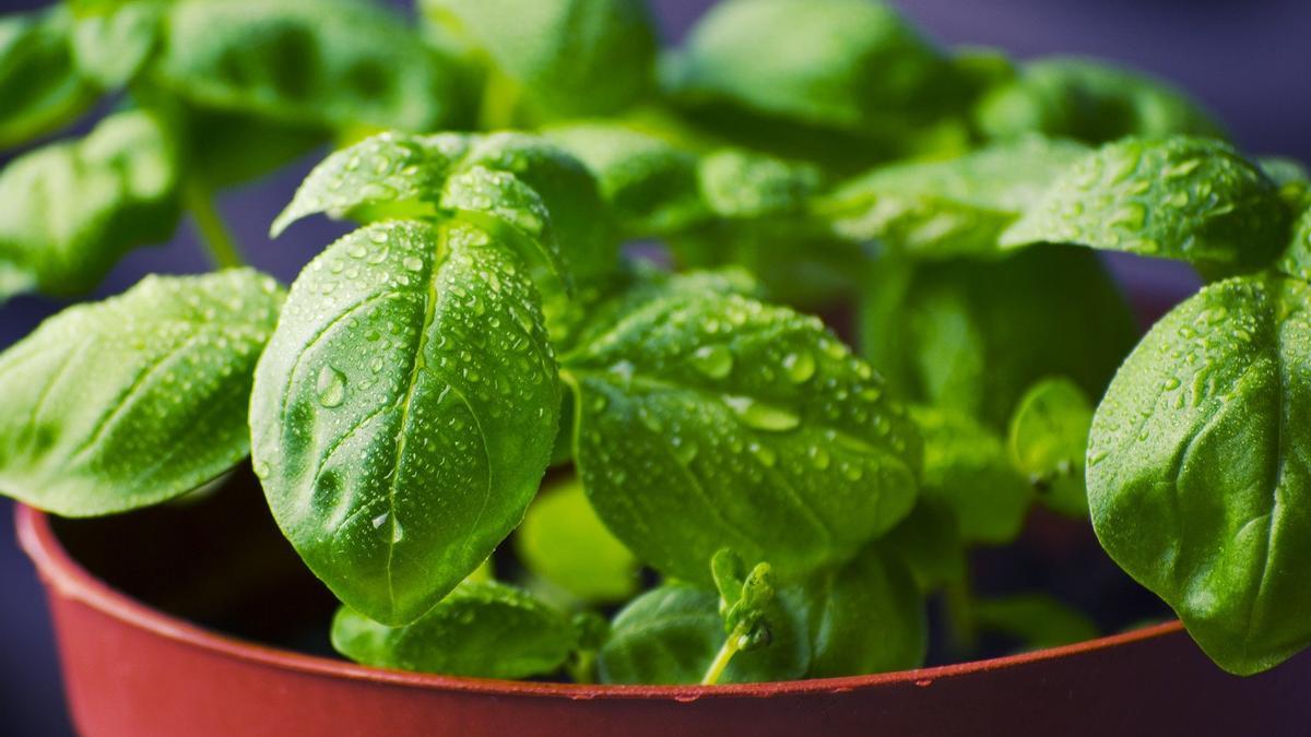 PLANTAS | Cinco plantas medicinales que puedes cultivar en casa