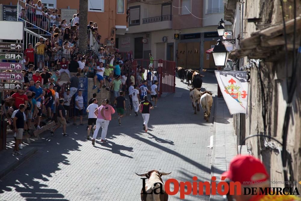 Suelta de toros en Moratalla