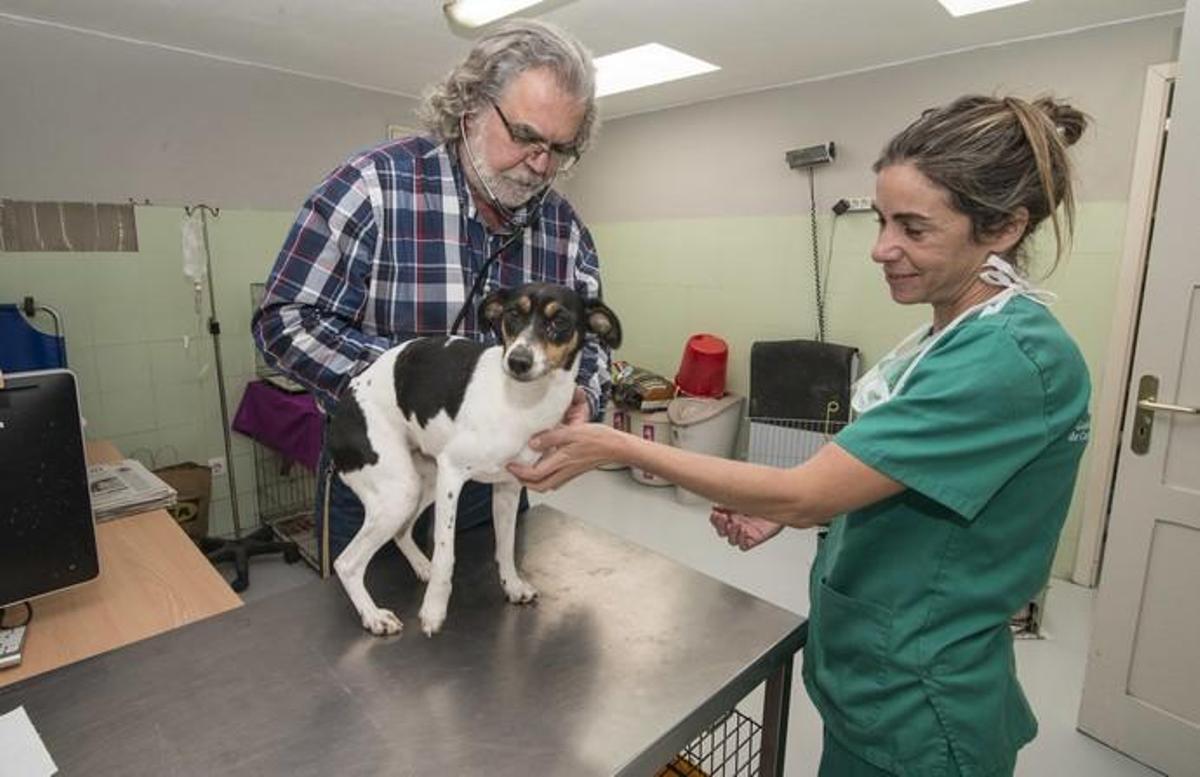 03/01/2019 ARUCAS. Albergue Insular de animales.  FOTO: J. PÉREZ CURBELO