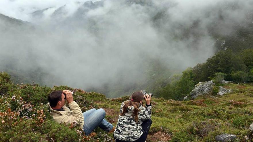 Turistas observan la berrea de los venados en Aller.