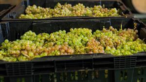 Dos cestos con uva blanca.