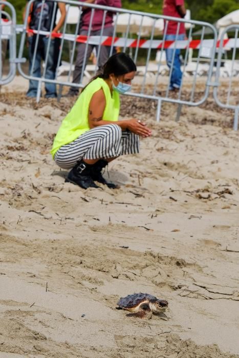 Liberadas en Ibiza 26 tortugas de la primera puesta registrada en Baleares