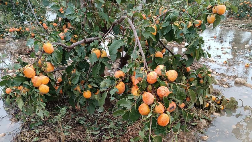 Cítricos, vino y caquis, los principales productos agrícolas afectados por la DANA