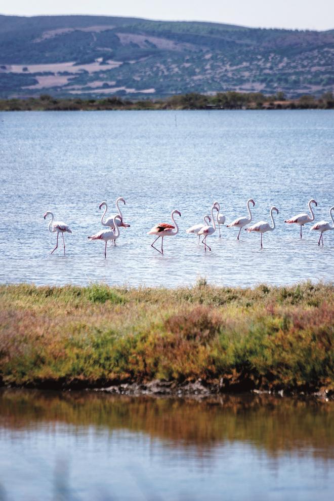 Flamencos en el área natural protegida colindante con Nieddittas, el centro de producción de mejillones.