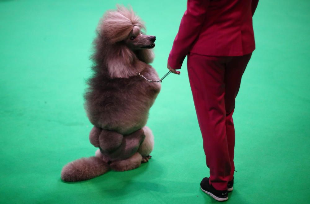 Crufts 2019: L'exhibició de gossos més gran del món