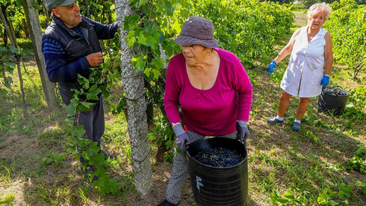 Una familia, durante la vendimia de tinto Barrantes, estos días en Ribadumia.