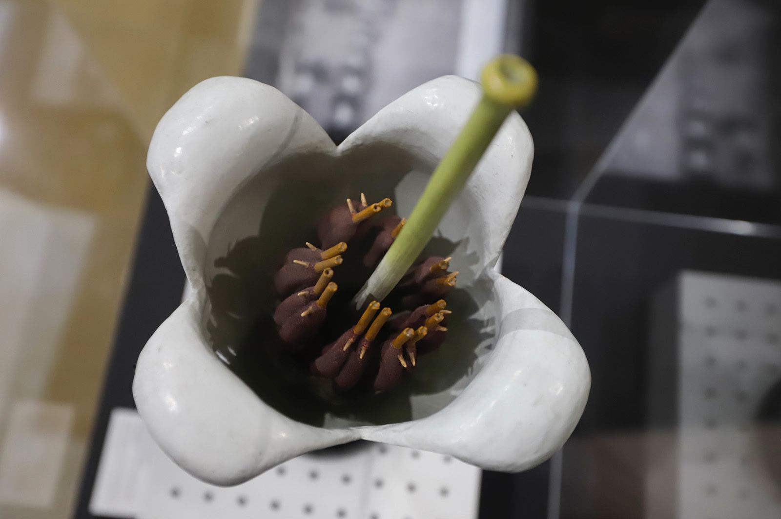 Flora expone el vínculo ancestral entre botánica y arqueología