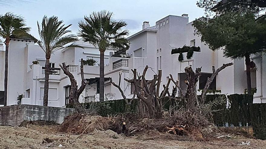 Ejemplares de olivos dañados junto a la urbanización. |