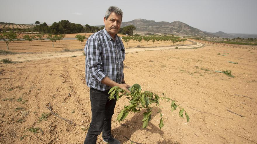 Cortan 280 plantones de almendros en un campo de la Font de la Figuera