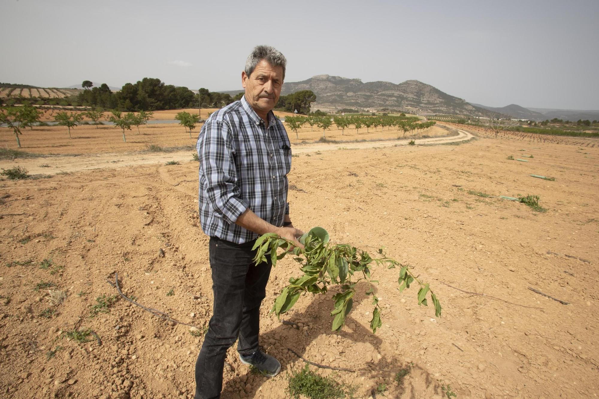 Cortan 280 plantones de almendros en un campo de la Font de la Figuera