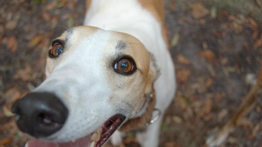 La Nochebuena y la Navidad para los perros son días para recordar