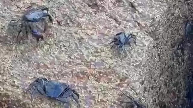 Cangrejos en O Parrote