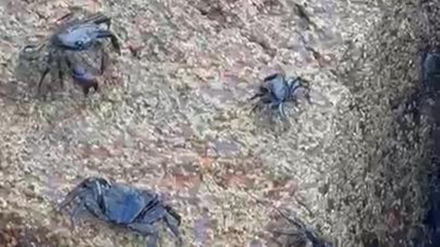 Los cangrejos, los 'inquilinos' de O Parrote que se multiplican