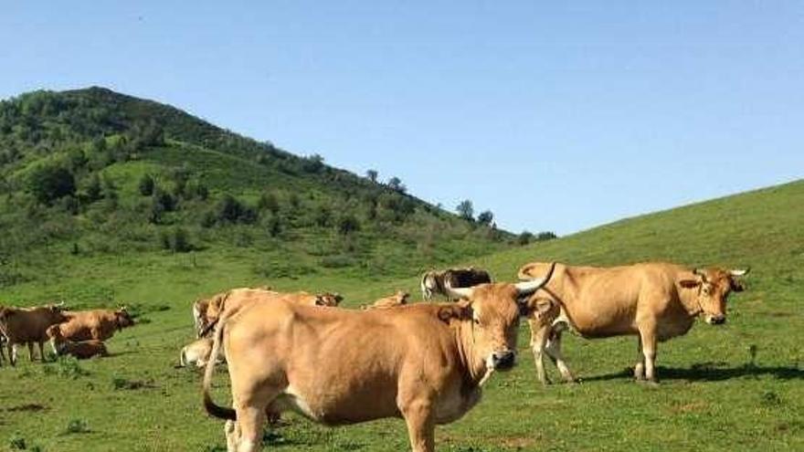 Polémica por el uso de zonas ganaderas