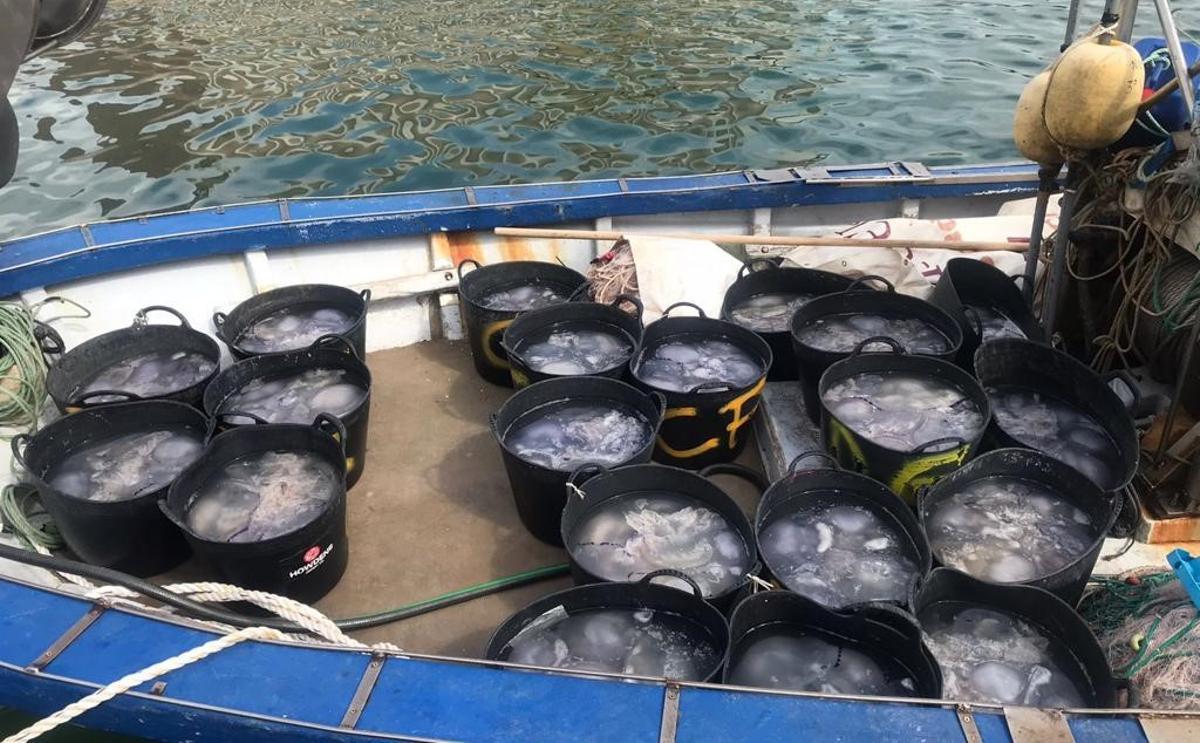 Capazos llenos de medusas en una barca de Gandia a su llegada al puerto pesquero.