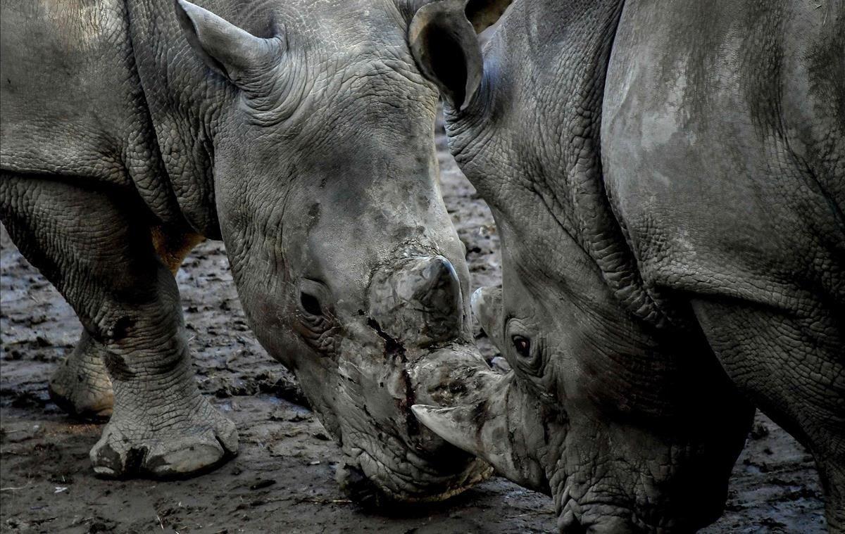 Dos rinocerontes blancos se miran uno a otro en el zoo de Lille al norte de Francia.