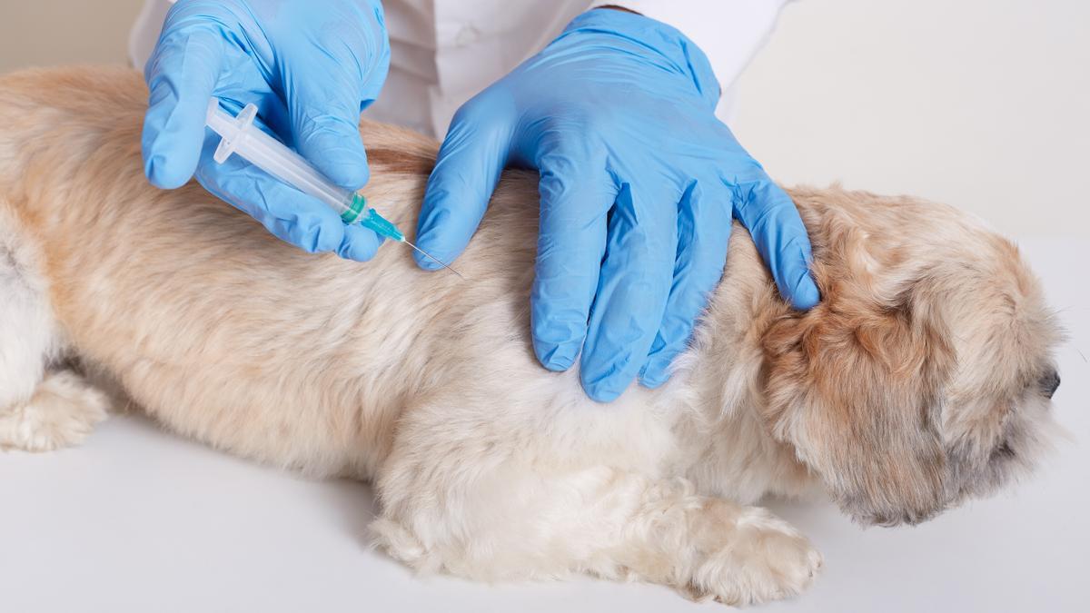 Vacuna a tu perro contra la leishmaniasis: la clave para prevenir esta peligrosa enfermedad