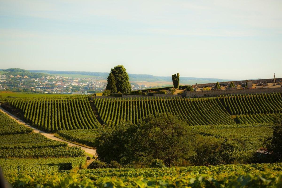 Los mejores lugares para vendimiar, Champagne-Ardenne (Francia)