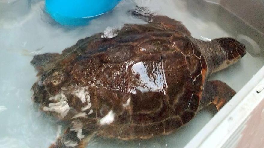 Un pesquero de Xàbia atrapa en sus redes de forma accidental una tortuga