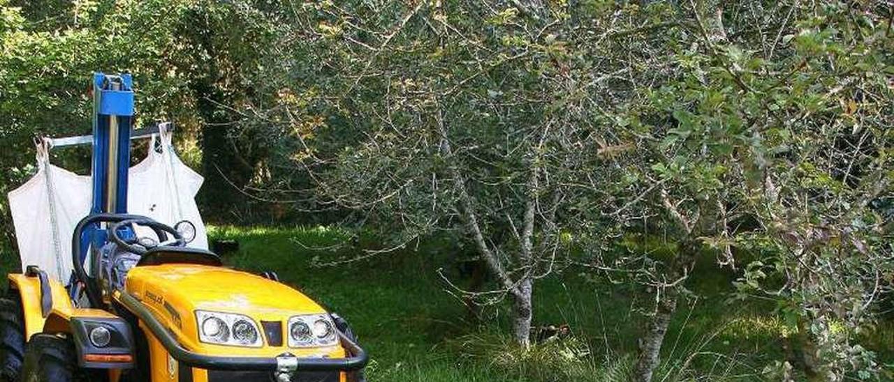 Recogida de manzana en A Estrada. // Bernabé/Ana Bazal