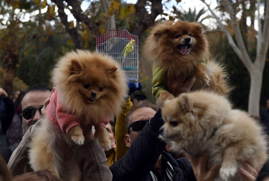 Así ha sido la bendición de animales por San Antón en Murcia