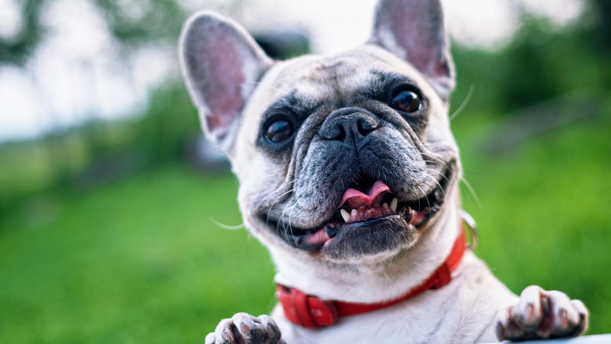 como saber si mi bulldog esta feliz