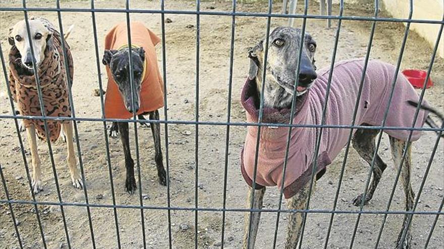 Los ‘ángeles custodios’ de los galgos