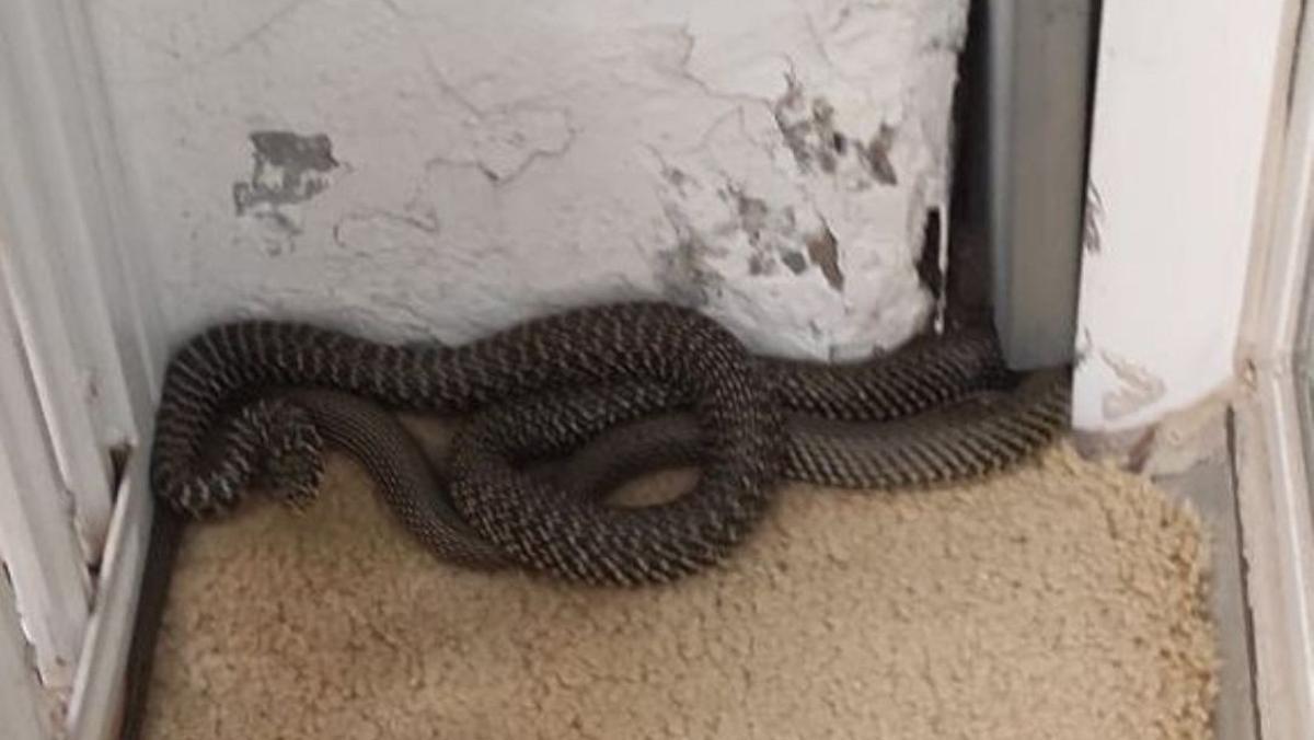 Una serpiente verde y amarilla aparece en un patio de luces de un edificio de Gràcia.