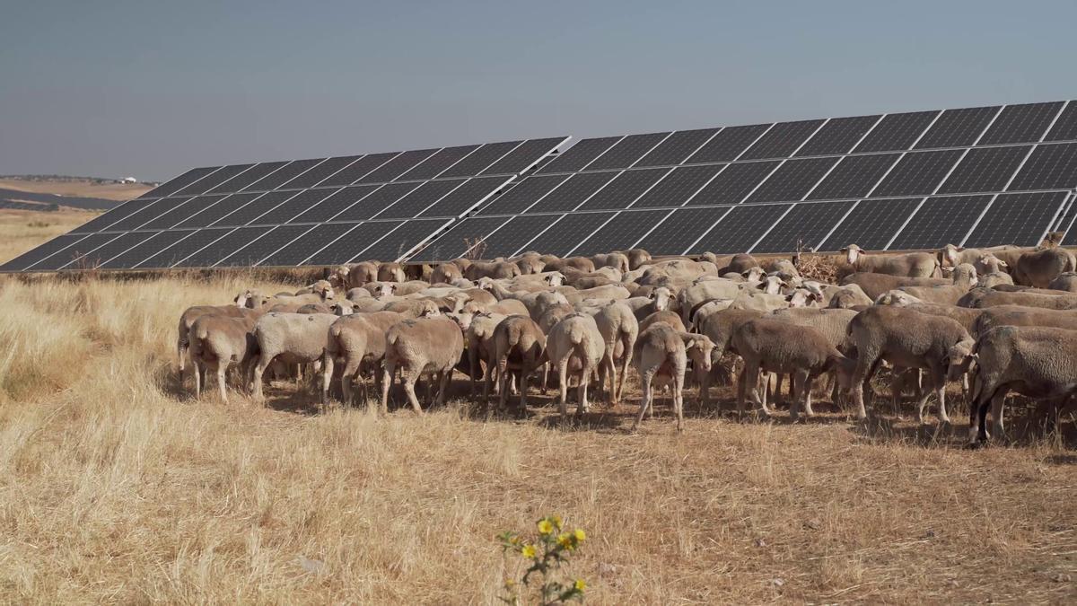 Ovejas pastando en las instalaciones de la planta fotovoltaica ‘Núñez de Balboa’, un ejemplo de sostenibilidad y respeto al medio ambiente.