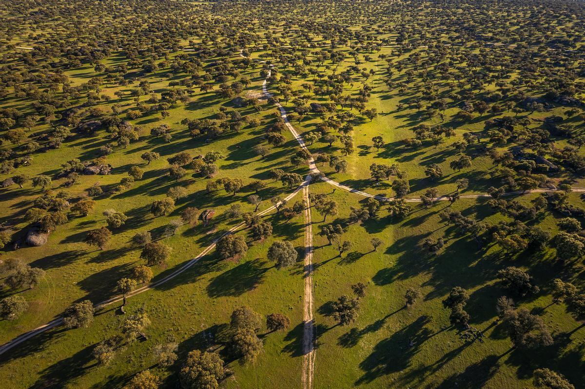 El rico paisaje de la dehesa extremeña.