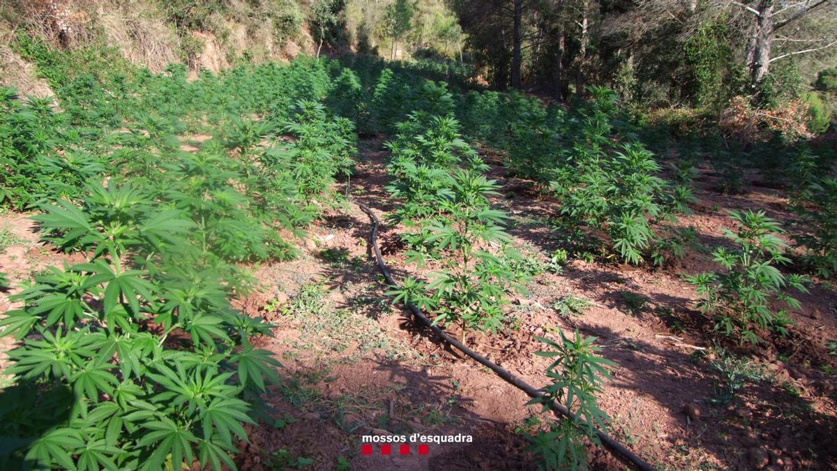 Imagen de una plantación de marihuana en zona forestal