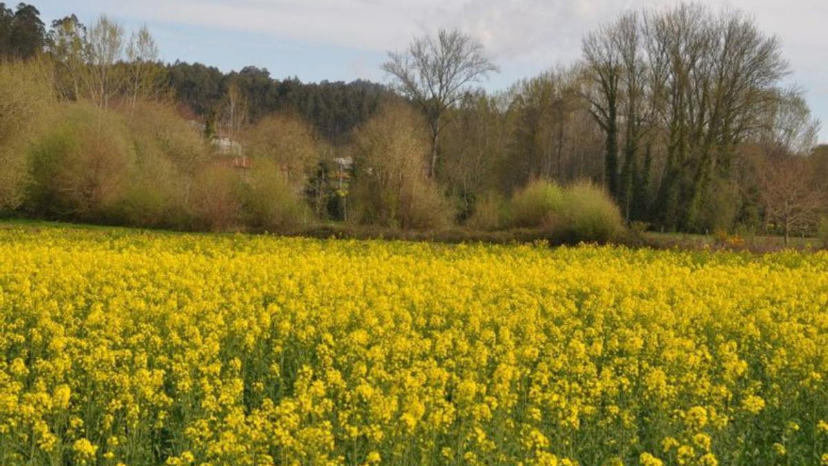 Cuidar los bosques que nos dan de beber