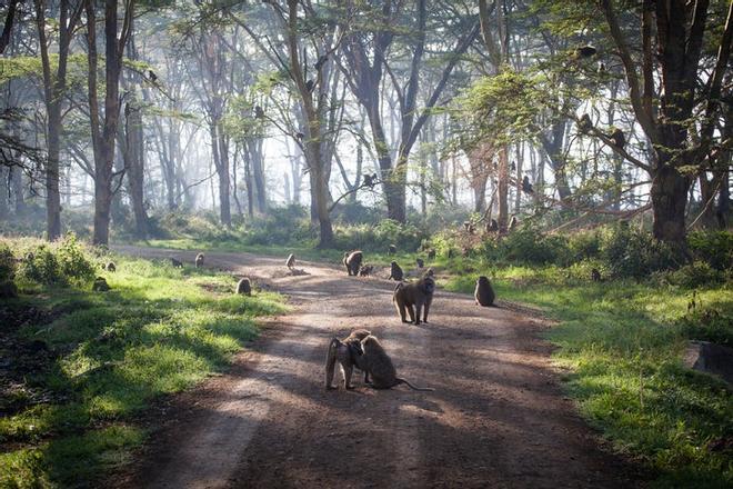 Parque Nacional de Nakuru