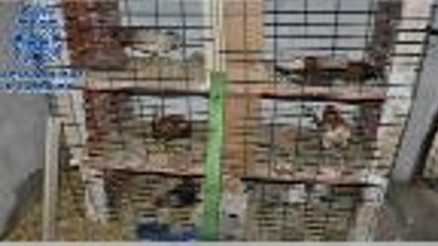 Las aves enjauladas en la casa de campo de Burjassot.