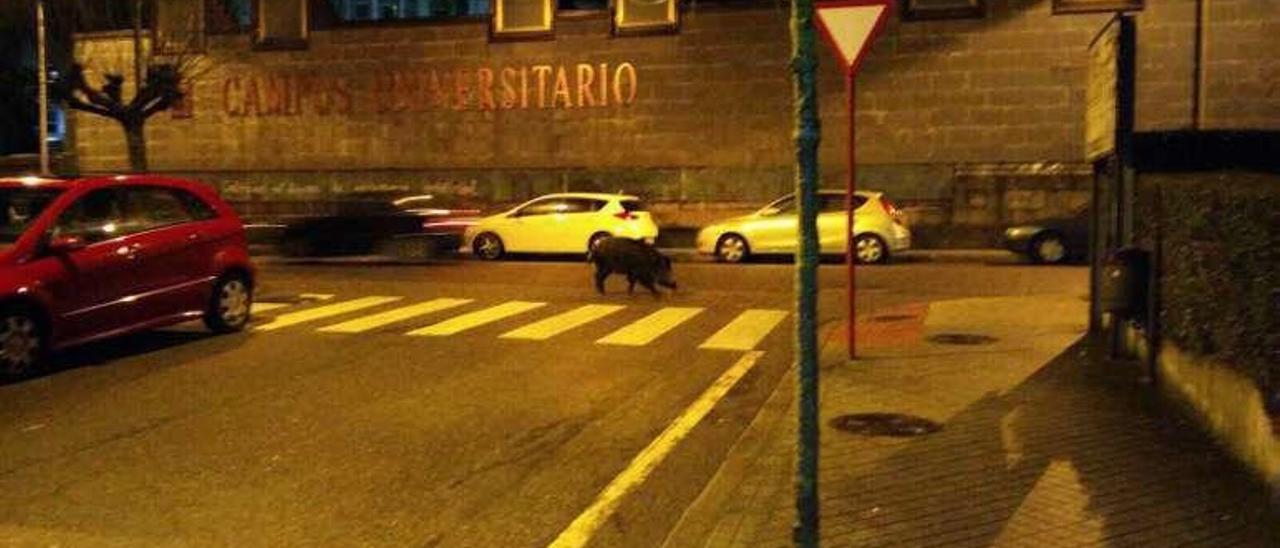 El jabalí &quot;paseando&quot; en el entorno del campus universitario. // Iñaki Osorio