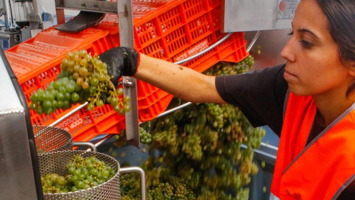 Una joven selecciona la uva en bodega.