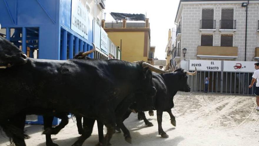 Almassora se queda sin vacas enfundadas en Santa Quitèria