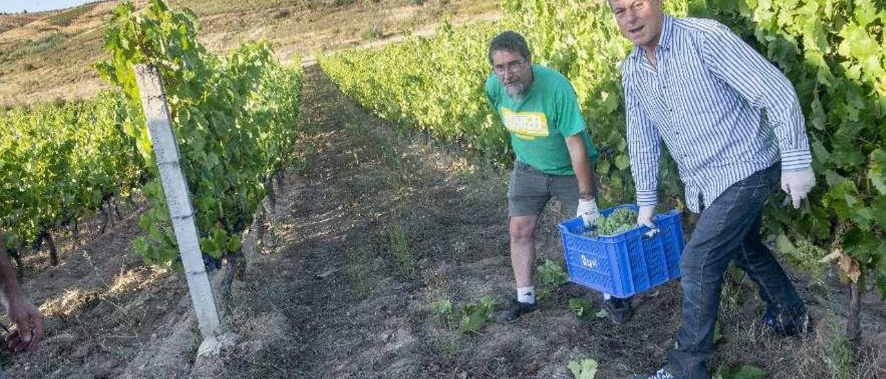 Vendimia de la bodega &quot;Couto Mixto&quot; de Mandín, en Verín. // Carlos Peteiro