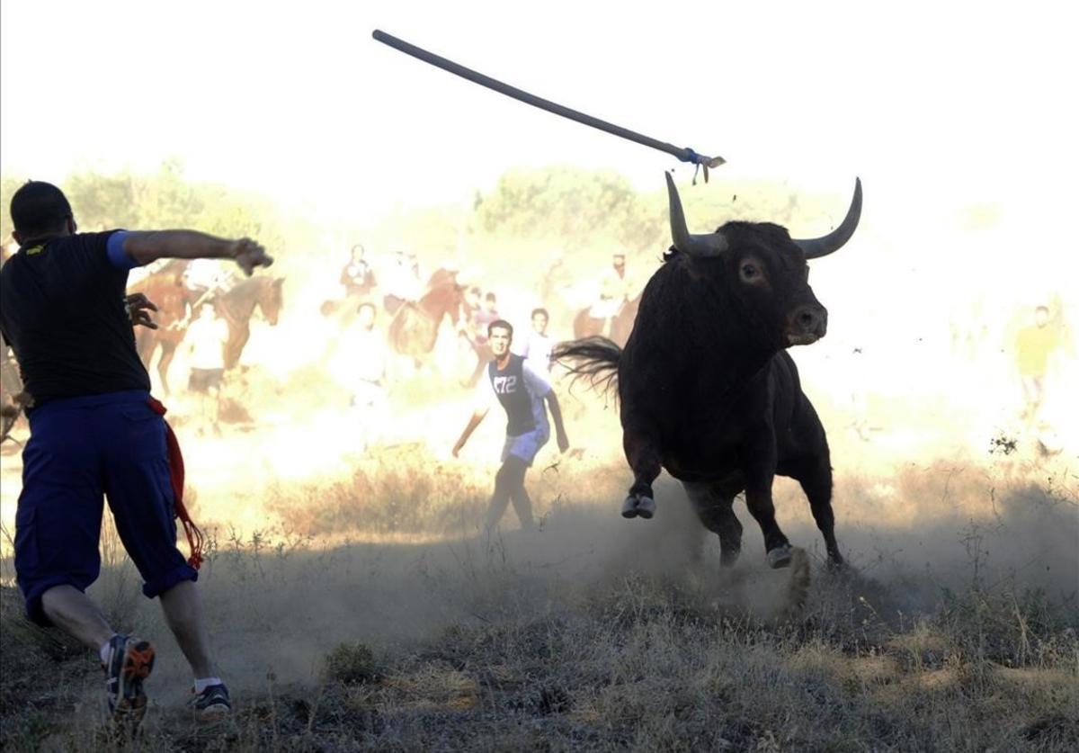 Un participante lanza una lanza a un toro durante la fiesta del Toro de la Vega en Tordesillas el 17 de septiembre del 2013