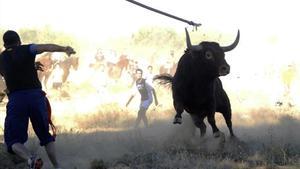 Un participante lanza una lanza a un toro durante la fiesta del Toro de la Vega en Tordesillas el 17 de septiembre del 2013