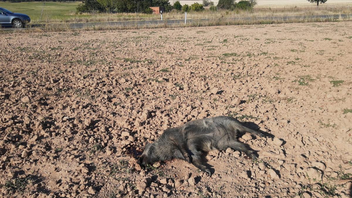 Jabalí muerto al lado de la N-631