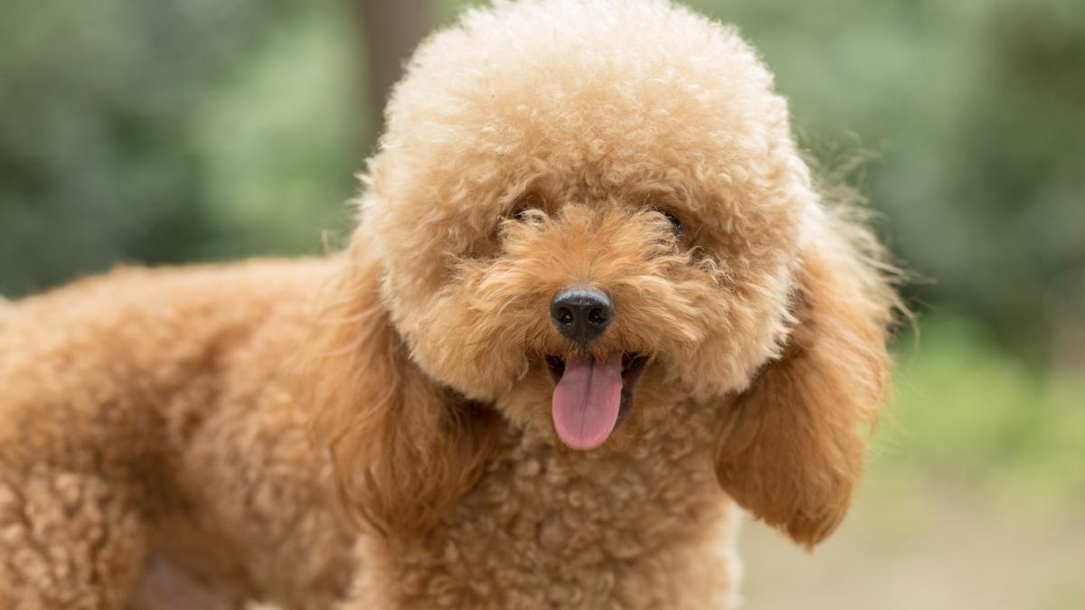 El Caniche es una de las razas de perros más de moda entre los españoles